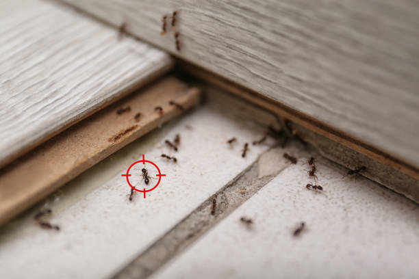 Best Affordable Pest Control Services  in Lla Lla, WA