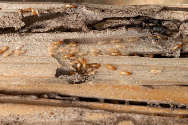 Best Residential Pest Control  in Lla Lla, WA