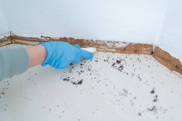 Flea Control Services in Walla Walla, WA